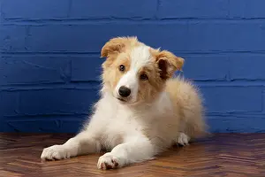 11 Weeks Old: DOG. Border Collie puppy, 11 weeks old