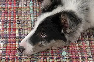 Merle: DOG. Border Collie, puppy 13 weeks old, blue merle