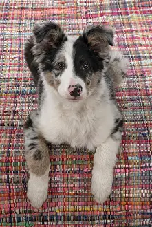 Merle: DOG. Border Collie, puppy 13 weeks old, blue merle