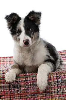 Merle: DOG. Border Collie, puppy 13 weeks old, blue merle