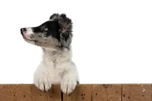 Wooden: DOG. Border Collie, puppy 13 weeks old, blue merle