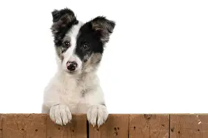 Wooden: DOG. Border Collie, puppy 13 weeks old, blue merle