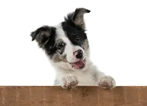 Wooden: DOG. Border Collie, puppy 13 weeks old, blue merle