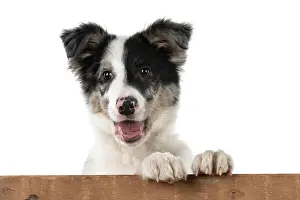 Wooden: DOG. Border Collie, puppy 13 weeks old, blue merle