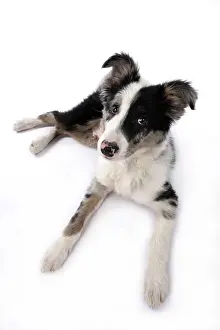 Merle: DOG. Border Collie, puppy 13 weeks old, blue merle