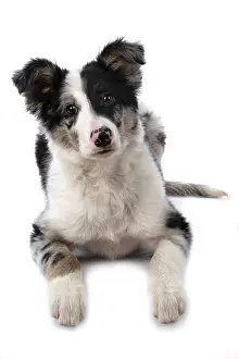 Merle: DOG. Border Collie, puppy 13 weeks old, blue merle