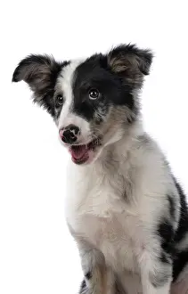 Smiling: DOG. Border Collie, puppy 13 weeks old, blue merle