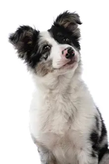 Shoulders: DOG. Border Collie, puppy 13 weeks old, blue merle