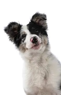 Shoulders: DOG. Border Collie, puppy 13 weeks old, blue merle