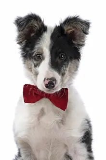 Shoulders: DOG. Border Collie, puppy 13 weeks old, blue merle