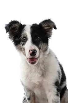Shoulders: DOG. Border Collie, puppy 13 weeks old, blue merle