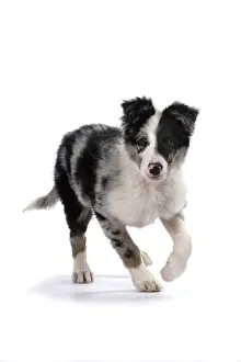 Merle: DOG. Border Collie, puppy 13 weeks old, blue merle