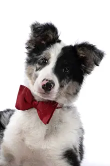 Shoulders: DOG. Border Collie, puppy 13 weeks old, blue merle