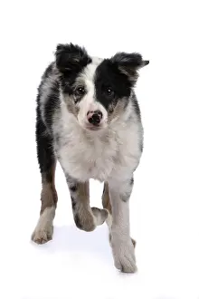 Merle: DOG. Border Collie, puppy 13 weeks old, blue merle