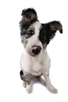 Wide: DOG. Border Collie, puppy 13 weeks old, blue merle