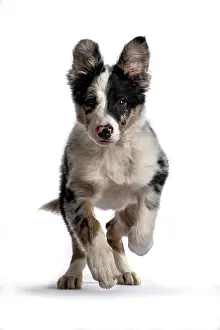 Merle: DOG. Border Collie, puppy 13 weeks old, blue merle