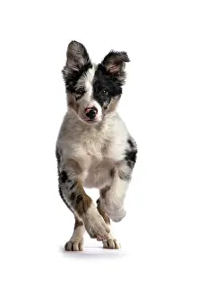 Merle: DOG. Border Collie, puppy 13 weeks old, blue merle
