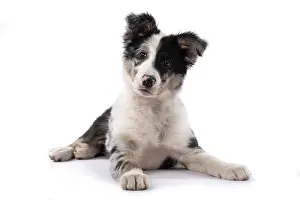 Merle: DOG. Border Collie, puppy 13 weeks old, blue merle