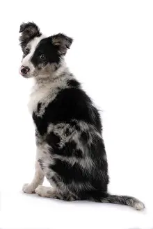 Merle: DOG. Border Collie, puppy 13 weeks old, blue merle