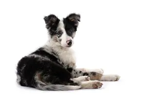 Merle: DOG. Border Collie, puppy 13 weeks old, blue merle