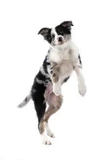 Dancing: DOG. Border Collie, puppy 13 weeks old, blue merle