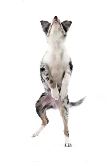 Dancing: DOG. Border Collie, puppy 13 weeks old, blue merle