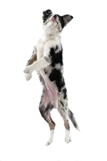 Border: DOG. Border Collie, puppy 13 weeks old, blue merle