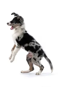 Border: DOG. Border Collie, puppy 13 weeks old, blue merle