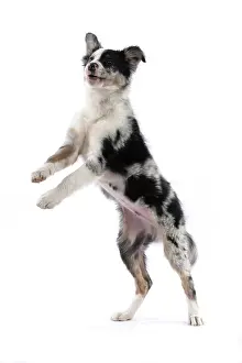 Border: DOG. Border Collie, puppy 13 weeks old, blue merle