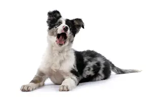 Smiling: DOG. Border Collie, puppy 13 weeks old, blue merle