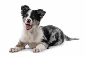 Smiling: DOG. Border Collie, puppy 13 weeks old, blue merle
