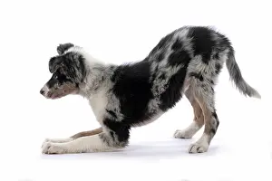 Border: DOG. Border Collie, puppy 13 weeks old, blue merle