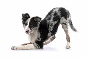 Border: DOG. Border Collie, puppy 13 weeks old, blue merle