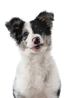 Border: DOG. Border Collie, puppy 13 weeks old, blue merle