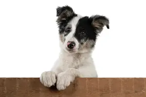 Wooden: DOG. Border Collie, puppy 13 weeks old, blue merle