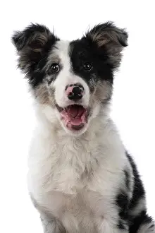 Smiling: DOG. Border Collie, puppy 13 weeks old, blue merle