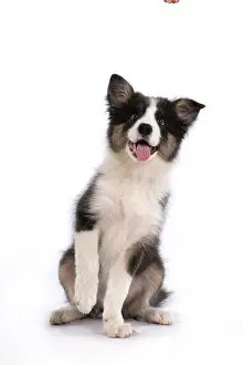 Lifting: DOG. Border Collie puppy. 18 weeks old, sitting with Paw up