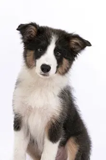 Border: DOG. Border Collie puppy. 18 weeks old, sitting, portrait
