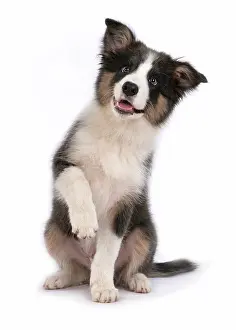 Lifting: DOG. Border Collie puppy. 18 weeks old, sitting with Paw up