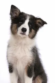 Border: DOG. Border Collie puppy. 18 weeks old, sitting, portrait