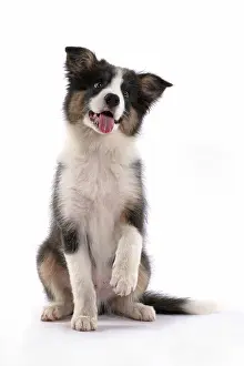 Border: DOG. Border Collie puppy. 18 weeks old, sitting with Paw up