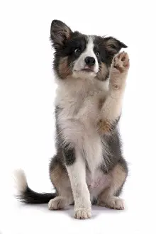 Lifting: DOG. Border Collie puppy. 18 weeks old, sitting with Paw up