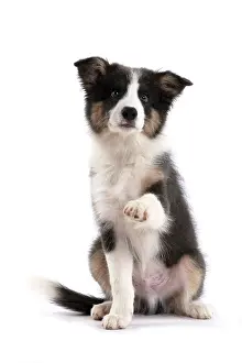 Lifting: DOG. Border Collie puppy. 18 weeks old, sitting with Paw up