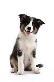 Border: DOG. Border Collie puppy. 18 weeks old, sitting, studio