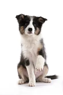Lifting: DOG. Border Collie puppy. 18 weeks old, sitting with Paw up