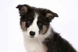 Border: DOG. Border Collie puppy. 18 weeks old, sitting, portrait