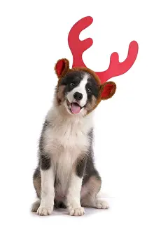 Reindeer: DOG. Border Collie puppy. 18 weeks old, sitting, wearing