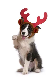 Lifting: DOG. Border Collie puppy. 18 weeks old, sitting, wearing