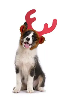 Reindeer: DOG. Border Collie puppy. 18 weeks old, sitting, wearing