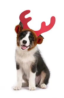 Reindeer: DOG. Border Collie puppy. 18 weeks old, sitting, wearing